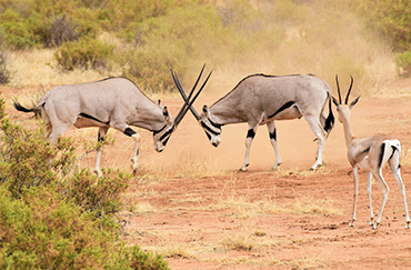 gazelles-fighting-on-safari